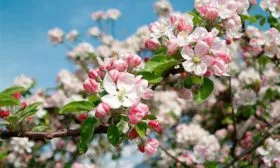 цветение яблоня антей