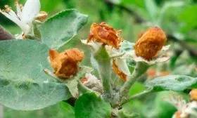 Цветоед яблони Сирена12