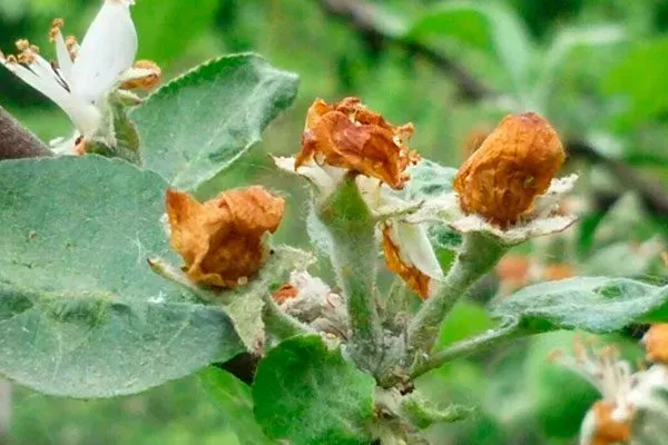 Цветоед яблони Сирена12