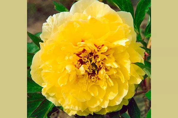 цветок еллоу краун