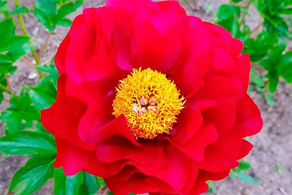 цветок крупно пионов Макинак гранд13