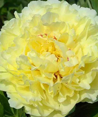 цветок пиона Сонома Хало19