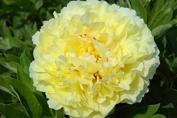 цветок пиона Сонома Хало19