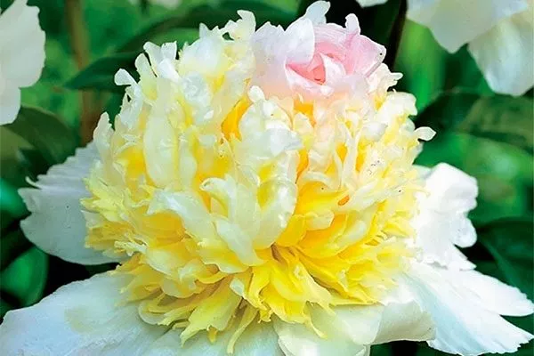 цветок пиона Топ Брасс21