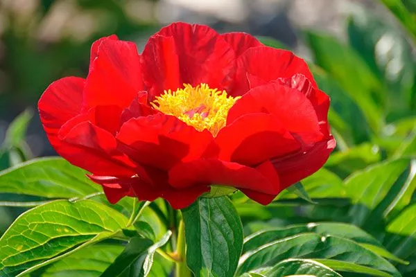 цветок пионов Макинак гранд14