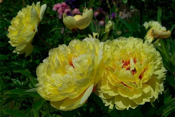 цветы пиона Сонома Хало20