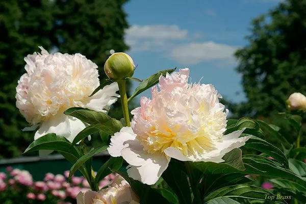 цветы пиона Топ Брасс22