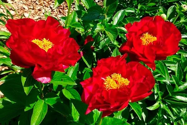 цветы пионов Макинак гранд15