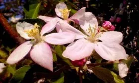 цветы Яблоня Голден Делишес28