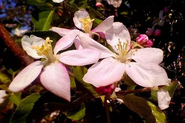 цветы Яблоня Голден Делишес28