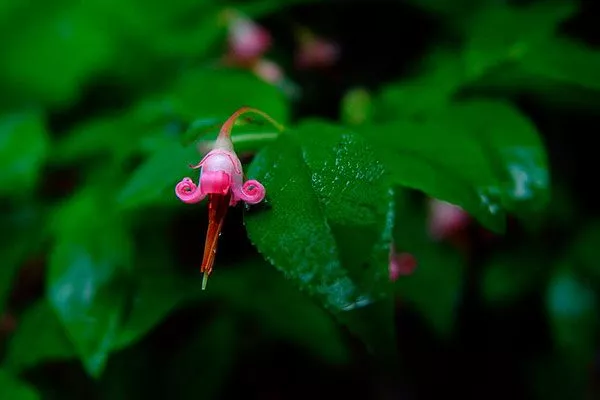 цветы японская черника5