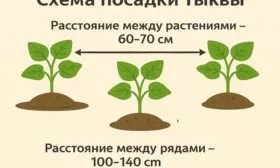 схема посадки тыквы Матрёшка