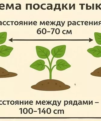 схема посадки тыквы Матрёшка