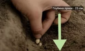 посев семян Матрёшки в открытый грунт