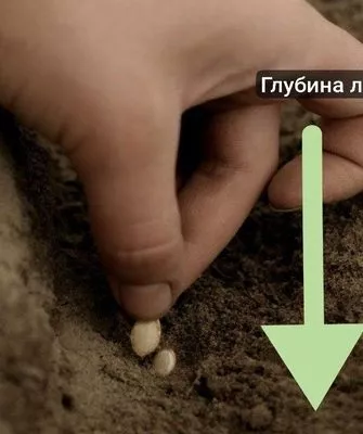 посев семян Матрёшки в открытый грунт