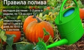 правила полива тыквы Матрёшка