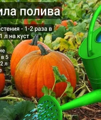 правила полива тыквы Матрёшка