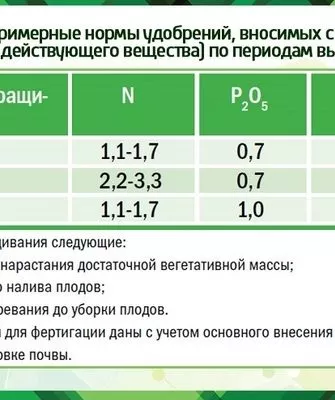 удобрения для тыквы Матрёшка