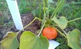 тыква Матрёшка, куст