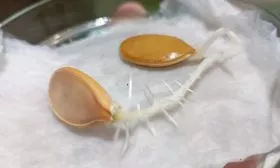 замачивание и проращивание семян тыквы Матрёшка