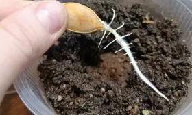 посев семян Матрёшки на рассаду