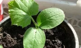 рассада тыквы Матрёшка