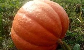 тыква тыквы Большой Макс8