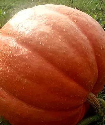 тыква тыквы Большой Макс8