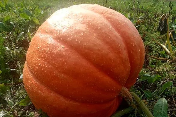 тыква тыквы Большой Макс8