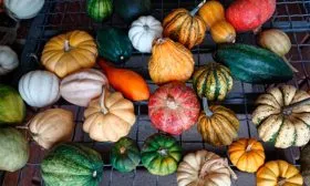 тыквы тыквы Акорн15