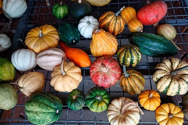 тыквы тыквы Акорн15