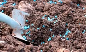 Удобрение и уход за почвой Слива Персиковая Мичурина17