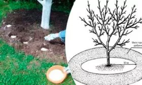 удобрение яблони Сирена9