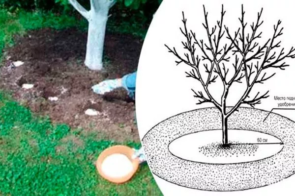 удобрение яблони Сирена9