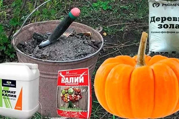 Удобрения тыквы Мандаринка9