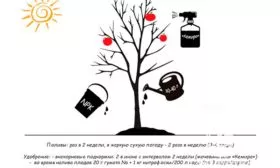 уход 2 яблони Свежесть8