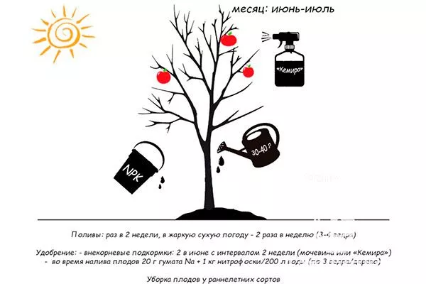 уход 2 яблони Свежесть8