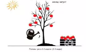 уход 3 яблони Свежесть9