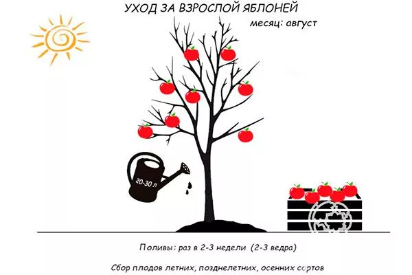 уход 3 яблони Свежесть9