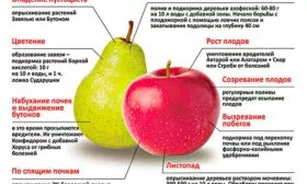 уход груша Санреми13