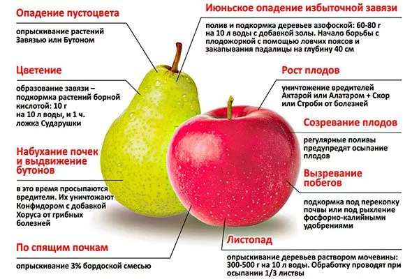 уход груша Санреми13