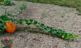 Уход и формирование тыквы Дынька9