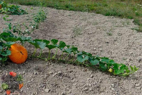 Уход и формирование тыквы Дынька9