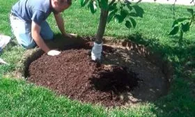 уход яблони Сирена10