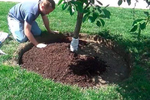 уход яблони Сирена10