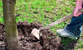 Уход за почвой яблоня Афродита8