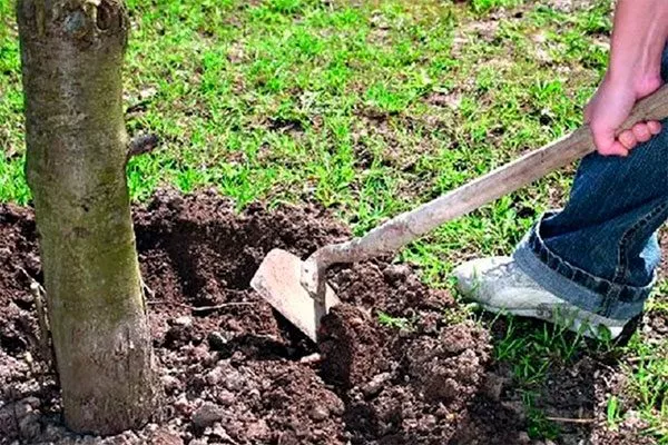 Уход за почвой яблоня Афродита8