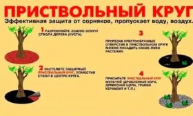 Уход за приствольным кругом яблони Китайка Керр24