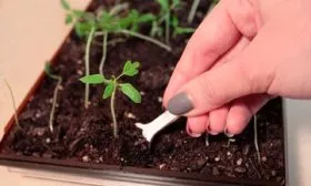 Уход за всходами томаты сорта Лабрадор16