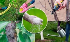 уход за яблоней яблони Марат Бусурин12